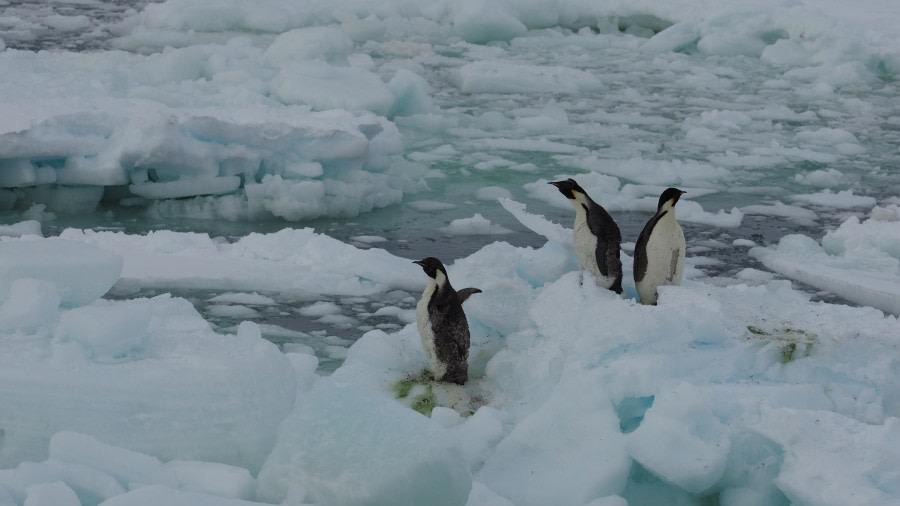 off Wood Bay, Victoria Land, Ross Sea