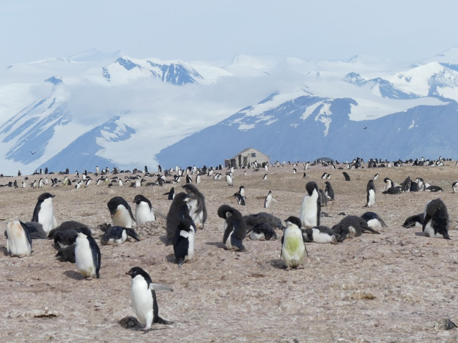OTL27-20, Cape Adare, Hut with penguin vista, Victoria Salem -Oceanwide Expeditions.JPG