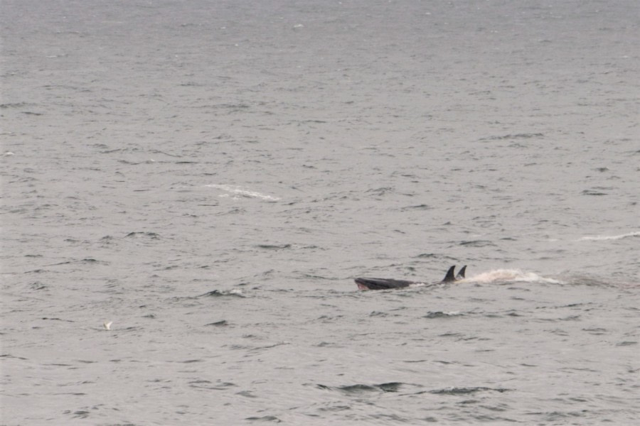 OTL27-20, 20200125-Gary Miller-2 Type-B orcas flank a minke -Oceanwide Expeditions (1).jpg