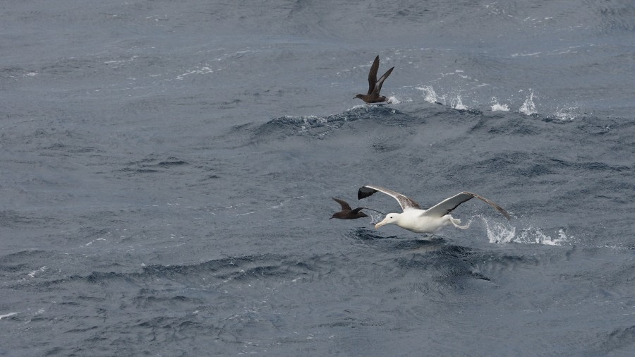 OTL27-20, 2020-02-12 (c) Christian Engelke P2121659 Campbell Island -Oceanwide Expeditions.JPG