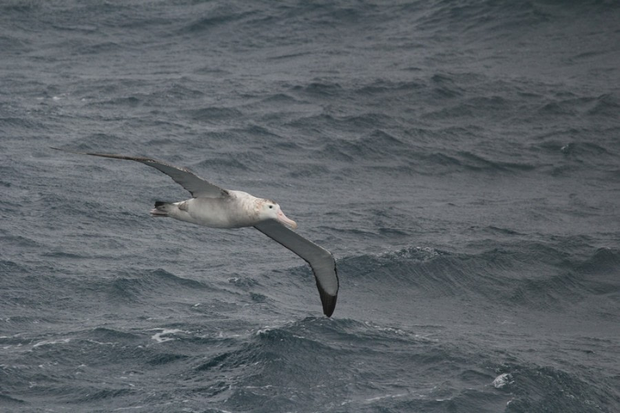 PLA28-20, DAY 06, IMG_3799 -Oceanwide Expeditions.JPG