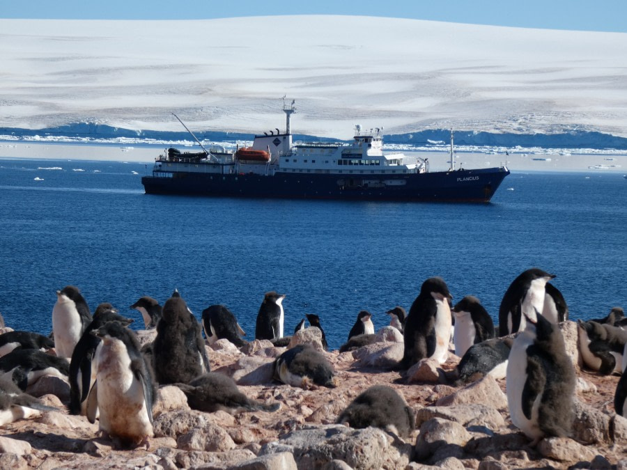 PLA29-20, Day 04, Paulet, Brown Bluff P1020807 -Oceanwide Expeditions.JPG