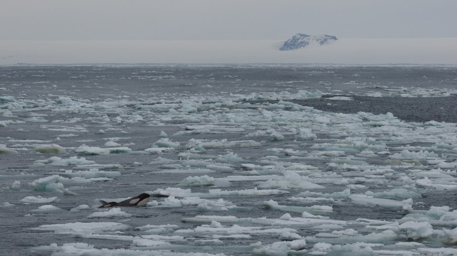 OTL27-20, 2020-02-03 (c) Christian Engelke P2020335 Wood Bay -Oceanwide Expeditions.JPG