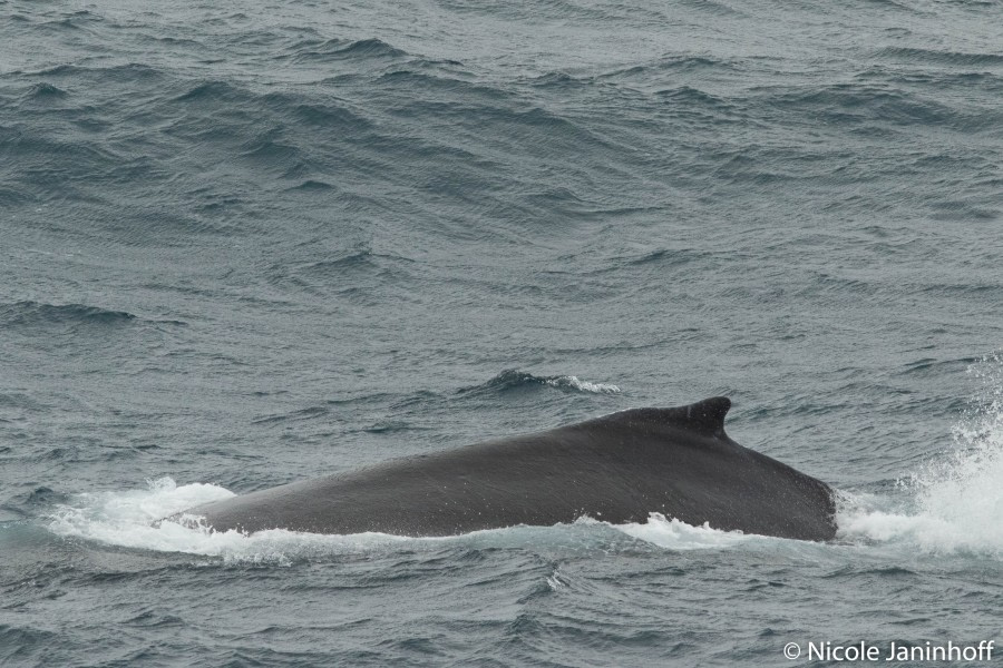 PLA28-20, DAY 12, 20200124-NJ-Humpback -Oceanwide Expeditions.jpg