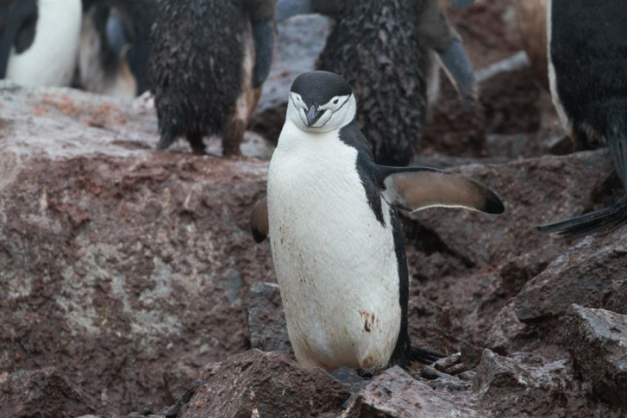 PLA29-20, Day 08, Whalers Bay, Half Moon Island, Chinstrap (1) -Oceanwide Expeditions.jpg