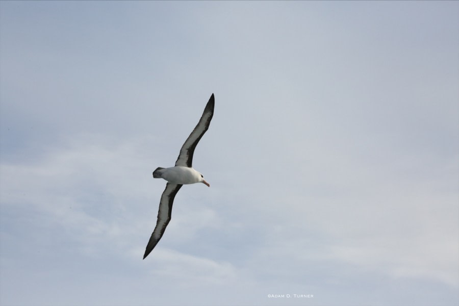 Auf See in der Drake Passage