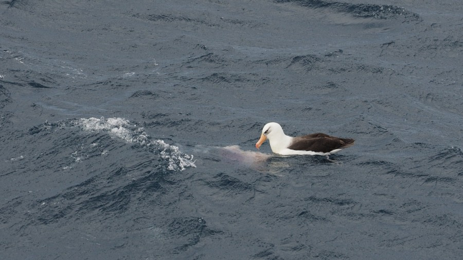 OTL27-20, 2020-02-12 (c) Christian Engelke P2121662 Campbell Island -Oceanwide Expeditions.JPG