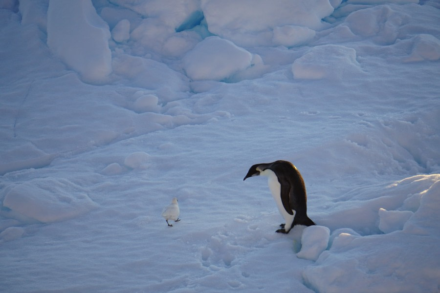 PLA29-20, Day 04, Paulet, Brown Bluff Day4_Liller_Steffi_Emporerwithfriend -Oceanwide Expeditions.JPG