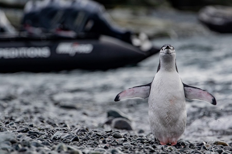 HDS29-20, DAY 08, 12 FEB pippalow-5404 - Oceanwide Expeditions.jpg