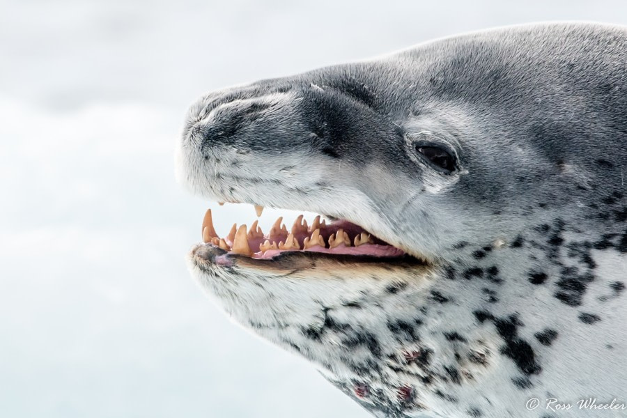 HDS30-20, DAY 04, 18 FEB Leopoard Seal Teeth - Oceanwide Expeditions.jpg