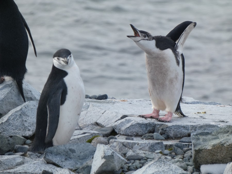 PLA30-20, Day 09, 24 FEB, Whalers & Half Moon, P1030254 -Oceanwide Expeditions.JPG