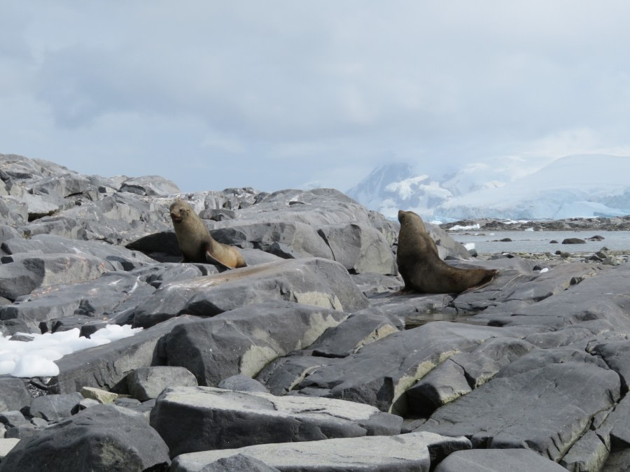 HDS29-20, DAY 07, 11 FEB Miriam Dobrowolski 7 - Oceanwide Expeditions.jpg