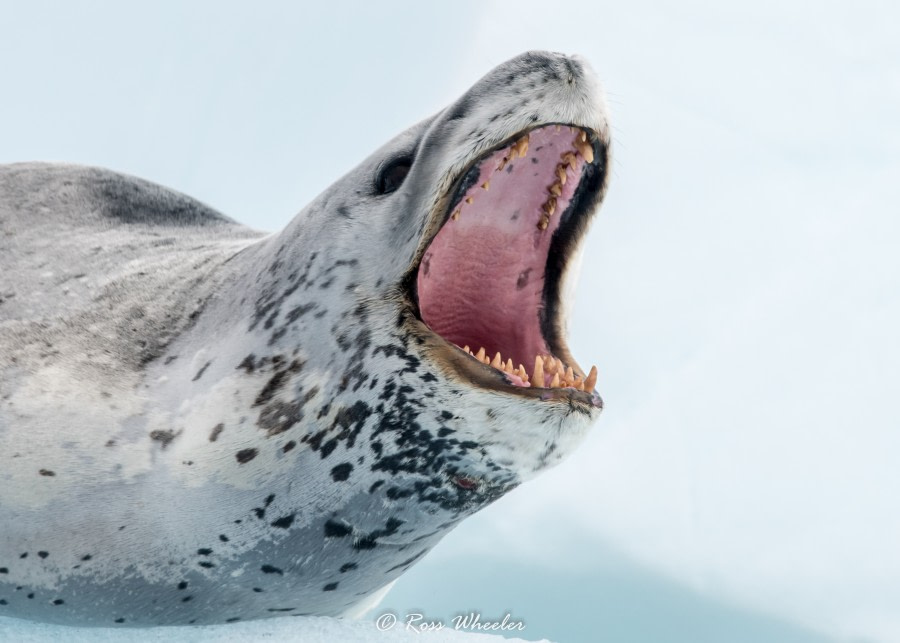 HDS30-20, DAY 04, 18 FEB Leopoard Seal Teeth2 - Oceanwide Expeditions.jpg