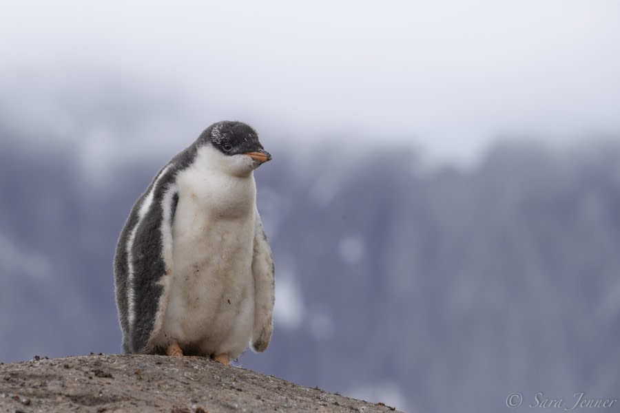 HDS29-20, DAY 06, 10 FEB Port Lockroy 2 - Oceanwide Expeditions.jpg