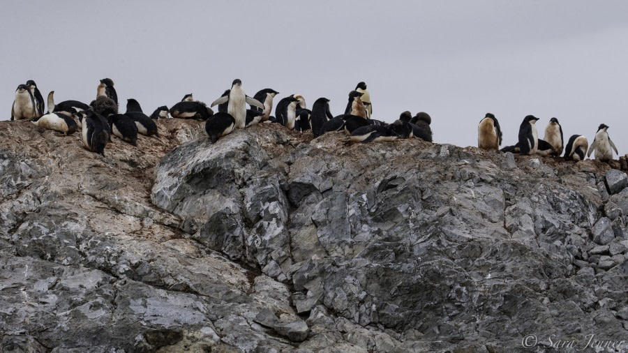 HDS30-20, DAY 05, 19 FEB Yalours 5 - Oceanwide Expeditions.jpg