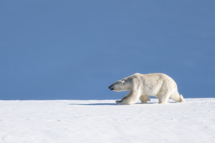 Polar bear on the pack ice © Ilja Reijnen - Oceanwide Expeditions