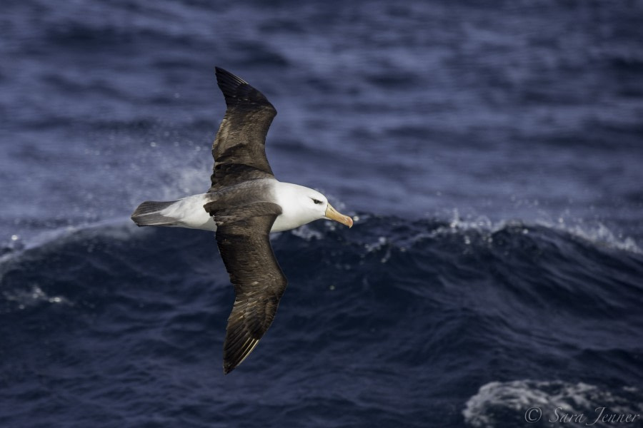 HDS29-20, DAY 02, 06 FEB Albatross - Oceanwide Expeditions.jpg