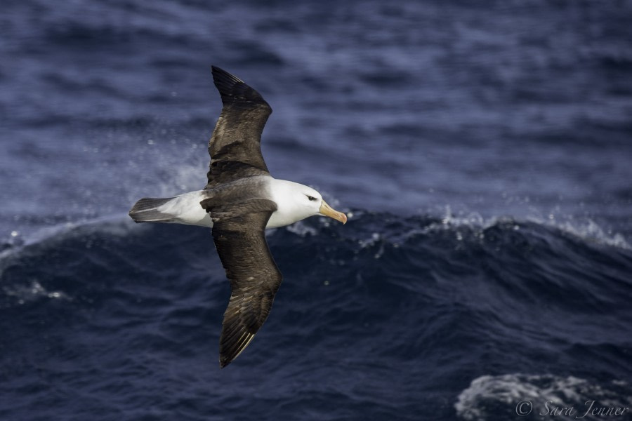 Crossing the Drake Passage