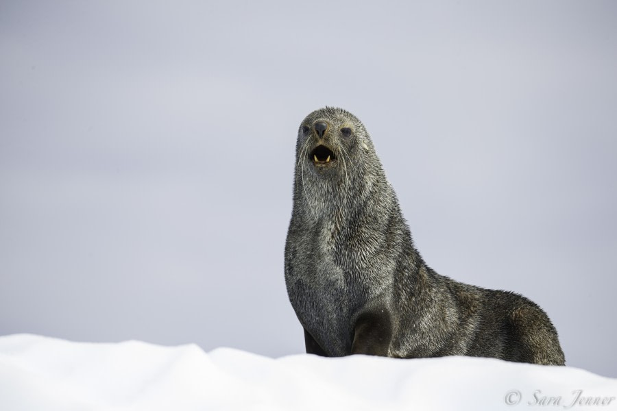 HDS30-20, DAY 04, 18 FEB Anagram Islands 17 - Oceanwide Expeditions.jpg