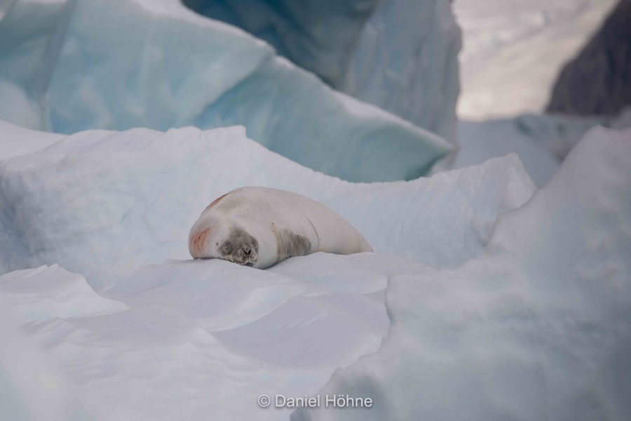 HDS30-20, DAY 04, 18 FEB 5D2A1717-2-DanielHoehne - Oceanwide Expeditions.jpg