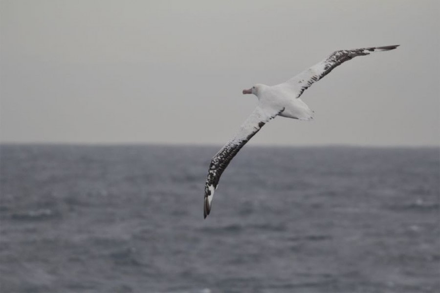 PLA29-20, Day 10, D10_RegisPerdriat (3) -Oceanwide Expeditions.jpg