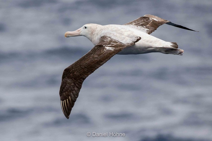 HDS30-20, DAY 02, 16 FEB A46I6970-2-DanielHoehne - Oceanwide Expeditions.jpg