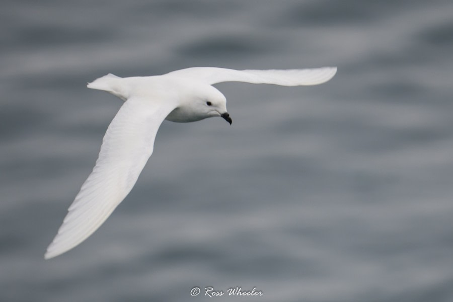 HDS29-20, DAY 04, 08 FEB snow petrel2 - Oceanwide Expeditions.jpg