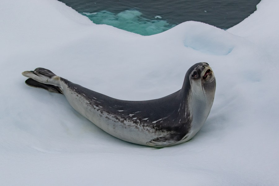 HDS29-20, DAY 04, 08 FEB pippalow-3877 - Oceanwide Expeditions.jpg