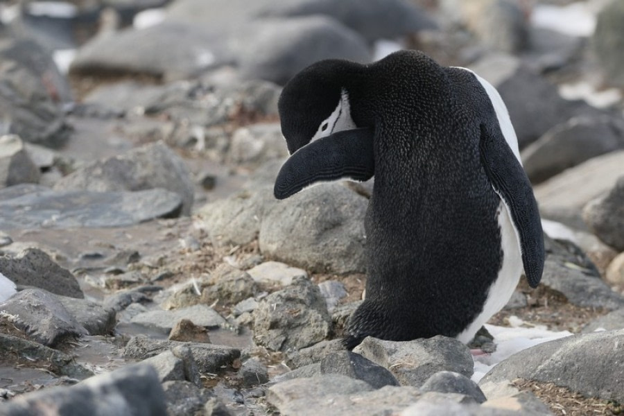 PLA30-20, Day 09, 24 FEB, Whalers & Half Moon, D9_RegisPerdriat (23) -Oceanwide Expeditions.jpg