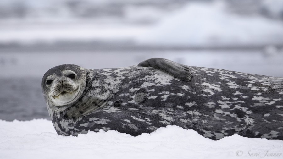 HDS29-20, DAY 04, 08 FEB Weddell Seal - Oceanwide Expeditions.jpg