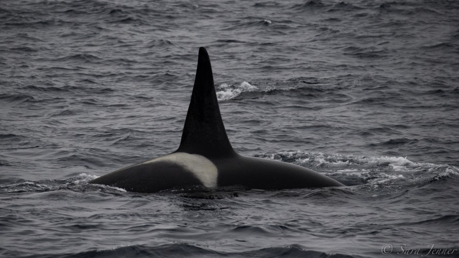 HDS29-20, DAY 07, 11 FEB Orca 4 - Oceanwide Expeditions.jpg