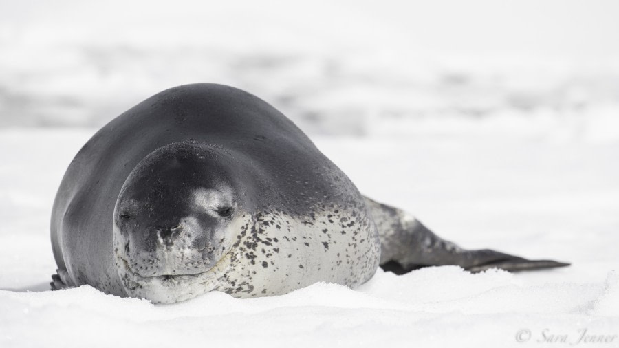 HDS29-20, DAY 04, 08 FEB Leopard seal 1 - Oceanwide Expeditions.jpg