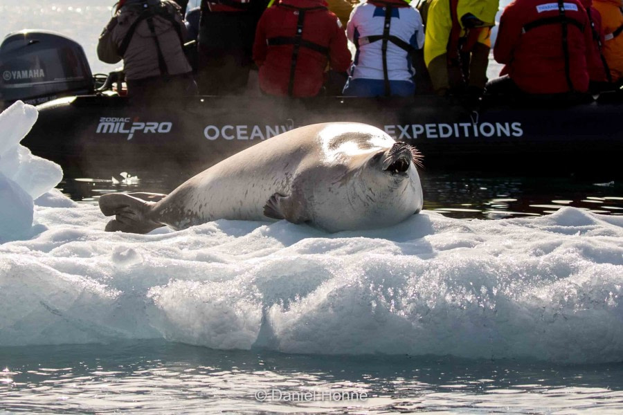 HDS30-20, DAY 04, 18 FEB 5D2A1431-2-DanielHoehne - Oceanwide Expeditions.jpg