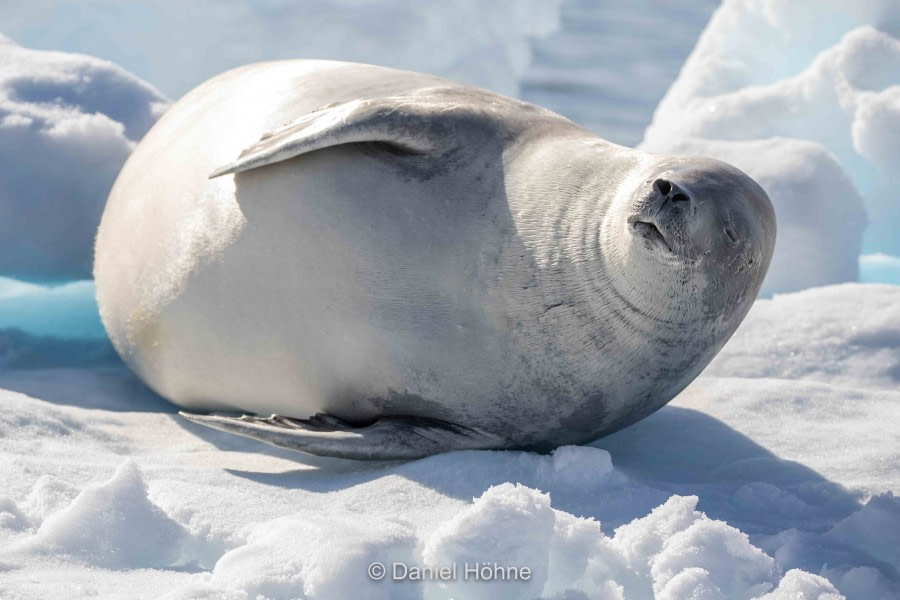 HDS30-20, DAY 04, 18 FEB 5D2A1527-2-DanielHoehne - Oceanwide Expeditions.jpg