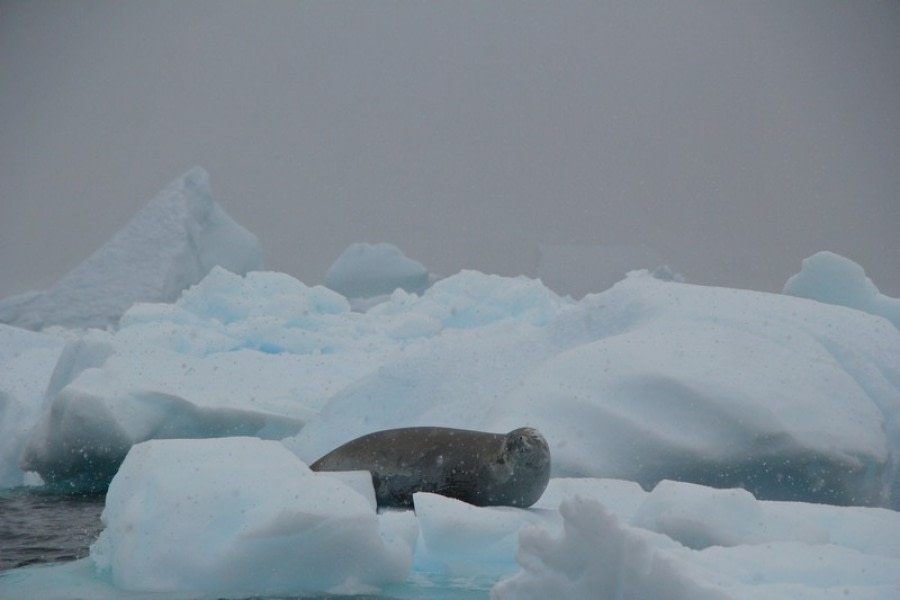 PLA30-20, Day 06, 21 FEB, Detaille, D6_RegisPerdriat (3) -Oceanwide Expeditions.jpg