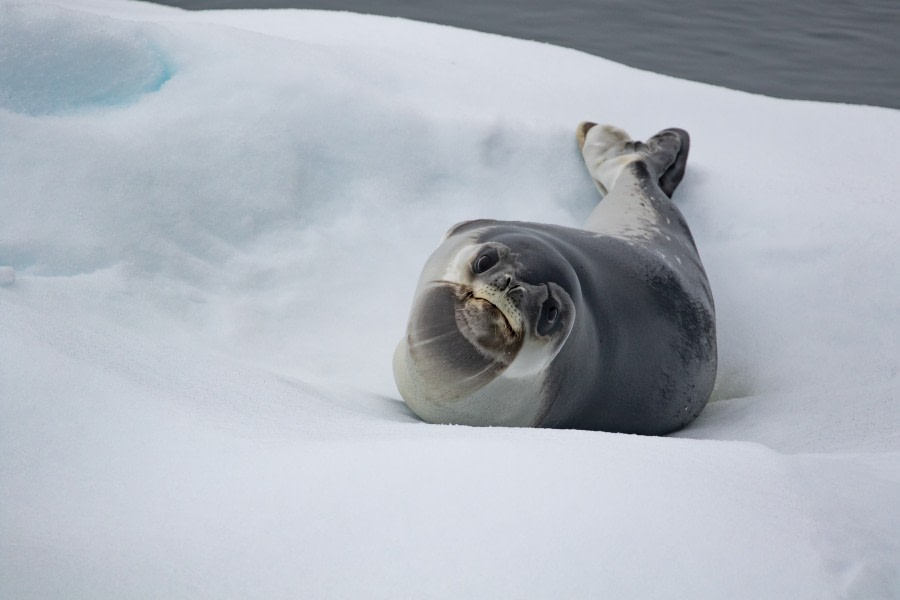 HDS29-20, DAY 04, 08 FEB pippalow-4028 - Oceanwide Expeditions.jpg