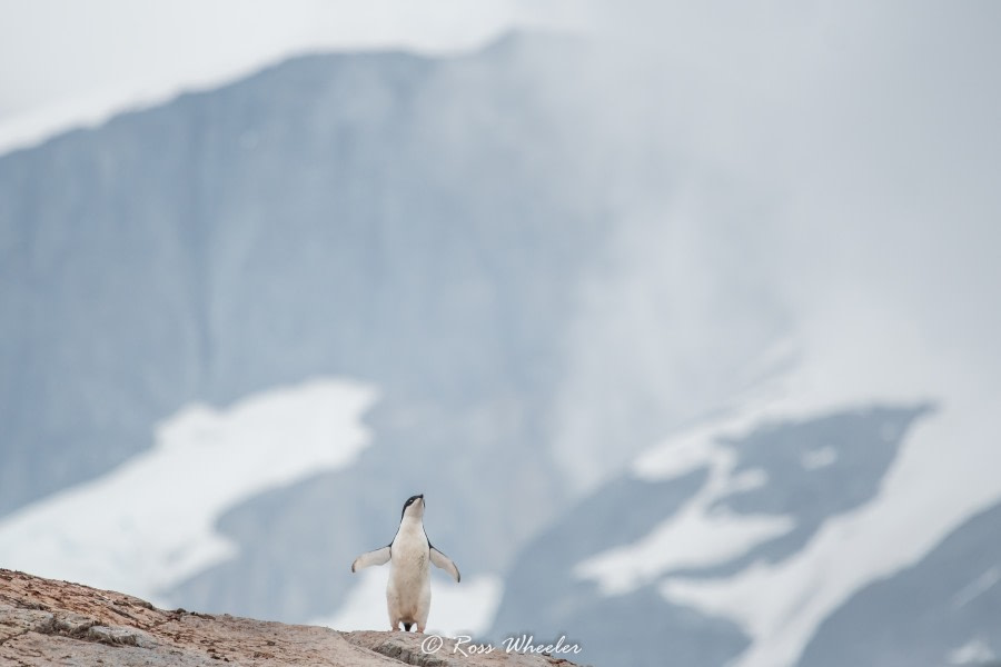 HDS30-20, DAY 05, 19 FEB Adelie - Oceanwide Expeditions.jpg