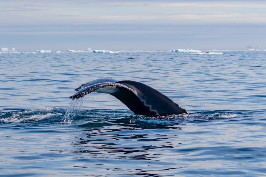 HDS29-20, DAY 05, 09 FEB pippalow-4172 - Oceanwide Expeditions.jpg