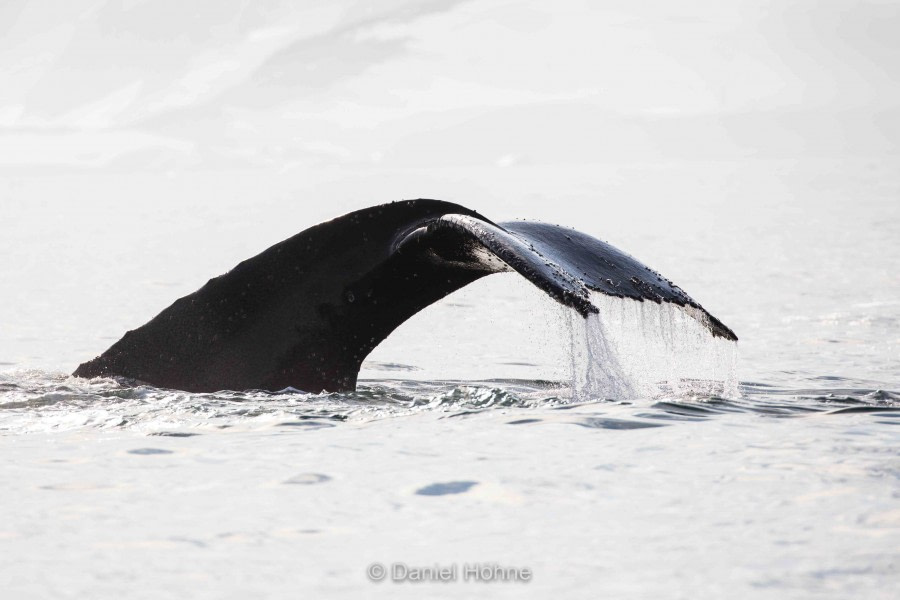 HDS30-20, DAY 04, 18 FEB 5D2A1245-2-DanielHoehne - Oceanwide Expeditions.jpg