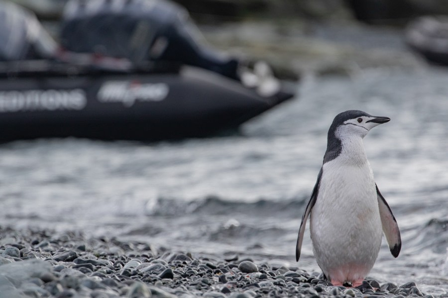 HDS29-20, DAY 08, 12 FEB pippalow-5401 - Oceanwide Expeditions.jpg