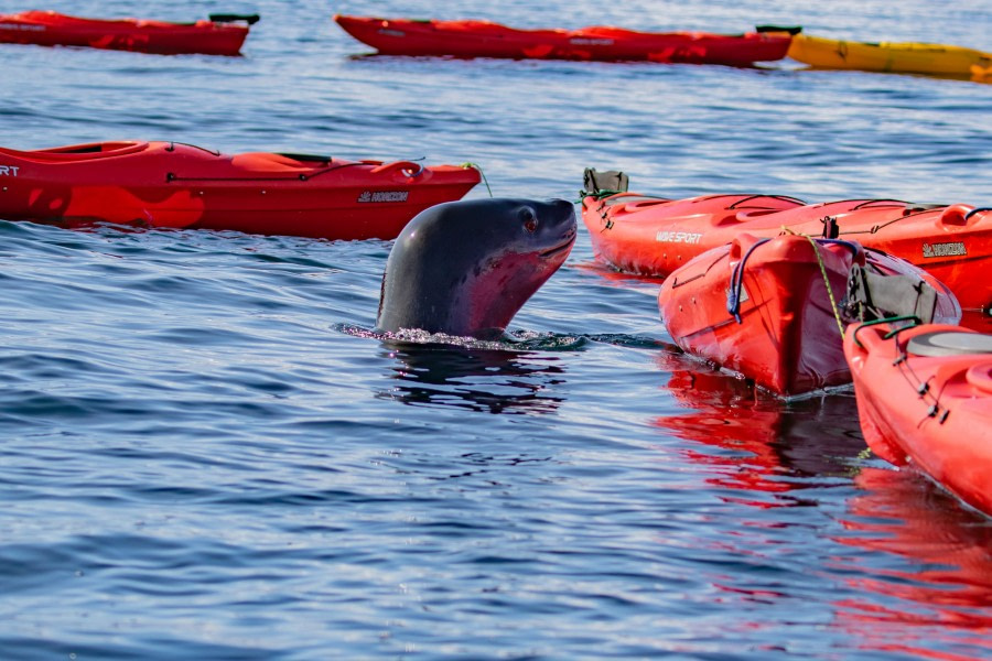 HDS30-20, DAY 04, 18 FEB pippalow-5734 - Oceanwide Expeditions.jpg