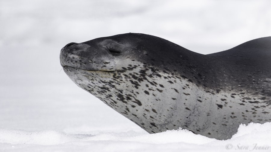 Leopard seal © Sara Jenner - Oceanwide Expeditions.jpg