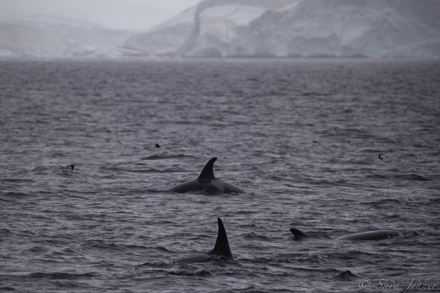 HDS29-20, DAY 07, 11 FEB Orca 7 - Oceanwide Expeditions.jpg