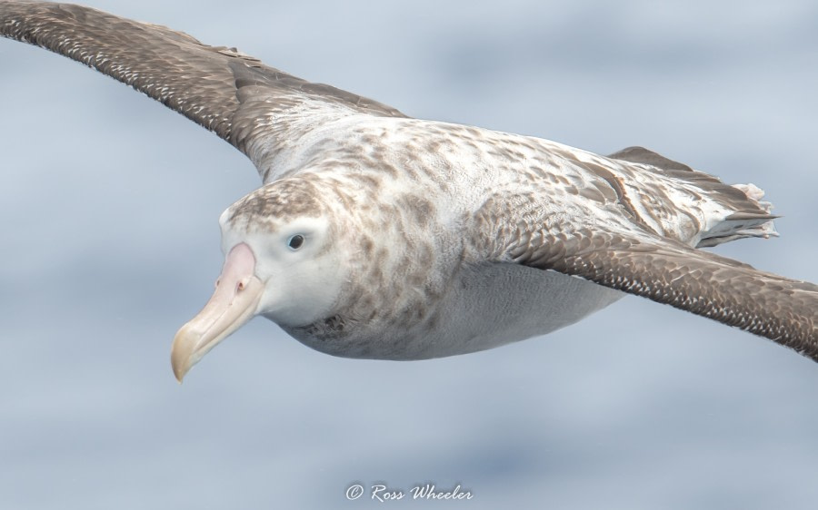 HDS30-20, DAY 02, 16 FEB wonderer2 - Oceanwide Expeditions.jpg