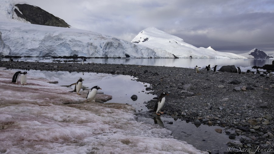 HDS30-20, DAY 06, 20 FEB Stoney Point 15 - Oceanwide Expeditions.jpg