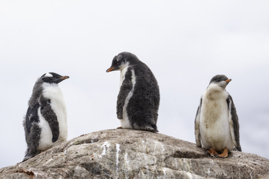 HDS29-20, DAY 06, 10 FEB Port Lockroy - Oceanwide Expeditions.jpg