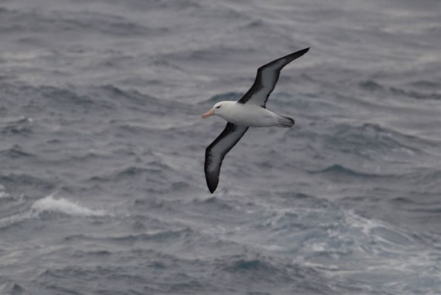 At Sea to Ushuaia