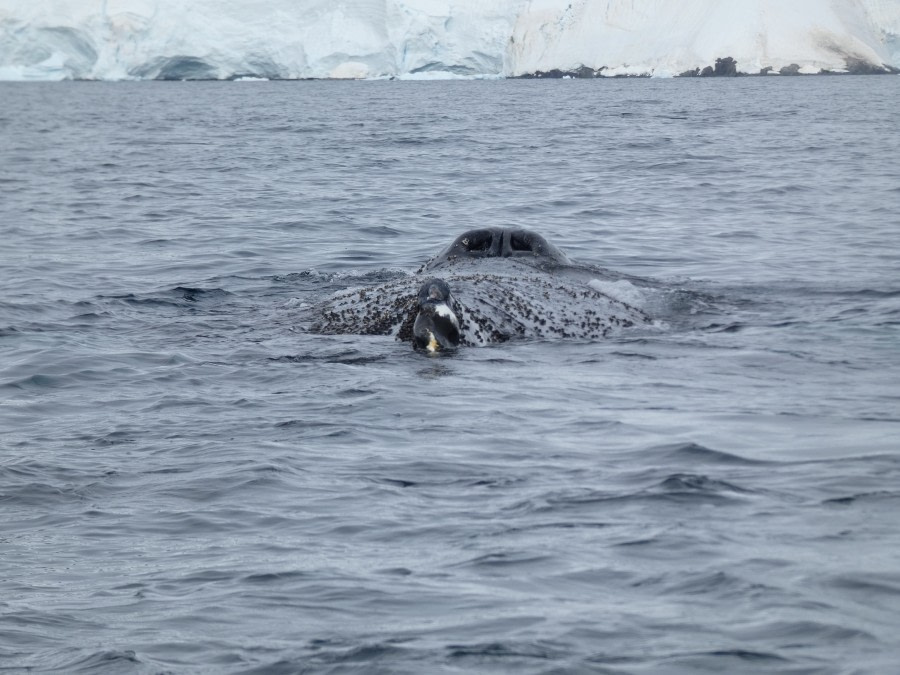 PLA30-20, Day 08, 23 FEB, Wilhelmina & Foyn, P1030176 -Oceanwide Expeditions.JPG