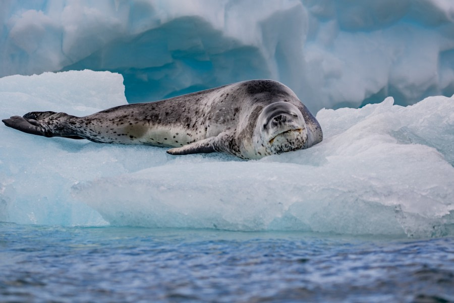 HDS30-20, DAY 04, 18 FEB pippalow-5946 - Oceanwide Expeditions.jpg