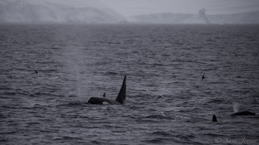 HDS29-20, DAY 07, 11 FEB Orca 5 - Oceanwide Expeditions.jpg